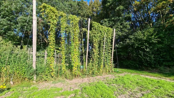 Become a hop farmer too! vandeStreek beer starts largest hop garden ev