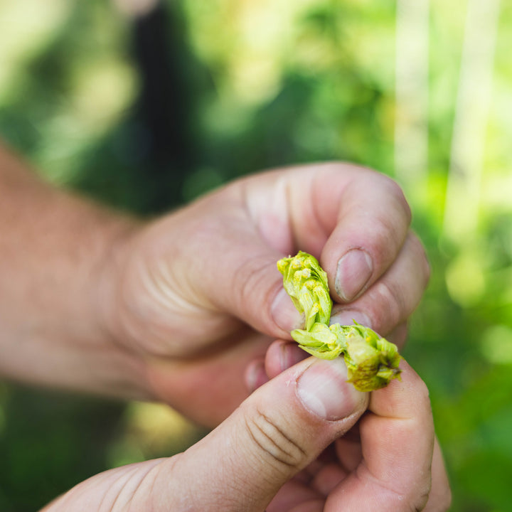 Kan Fresh Hop het hele jaar door?